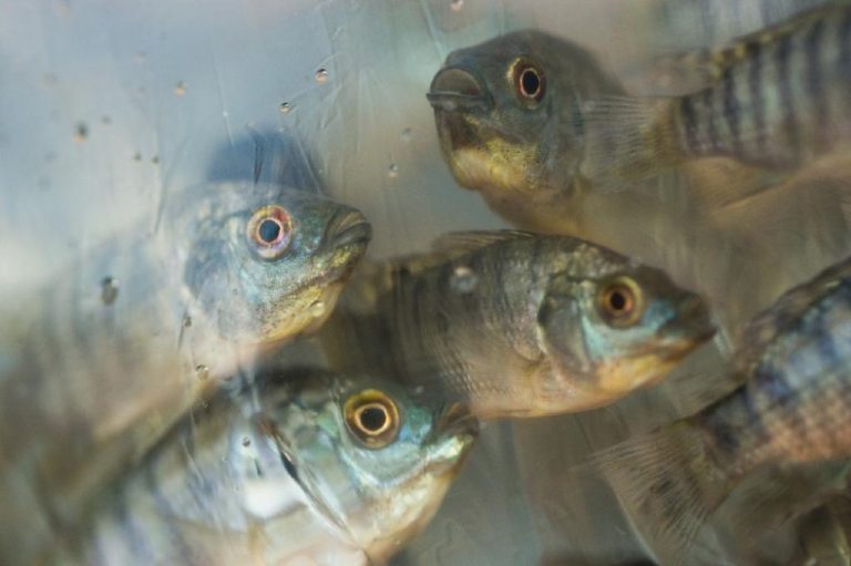 Sorriso é o segundo maior produtor de pescado do estado, segundo relatório do governo