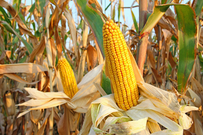 Preço alto de venda do milho pode compensar quebra de produtividade