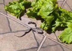 Moradora de Sorriso toma susto ao encontrar cobra dentro de alface