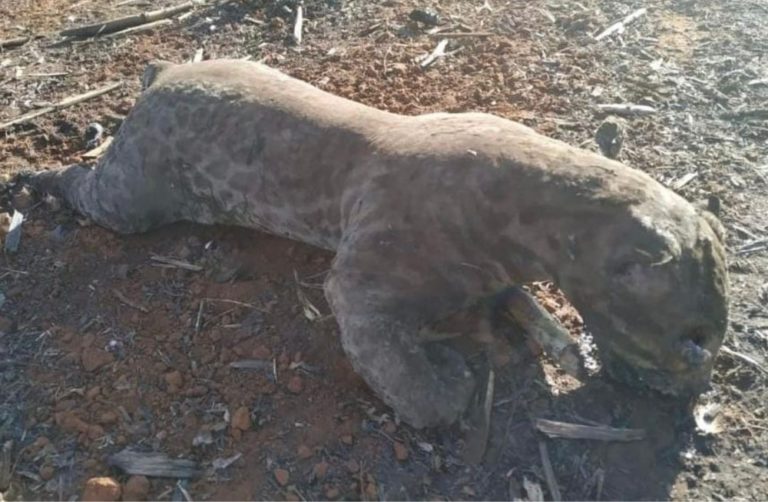 ONG divulga fotos de onça-pintada queimada em incêndios