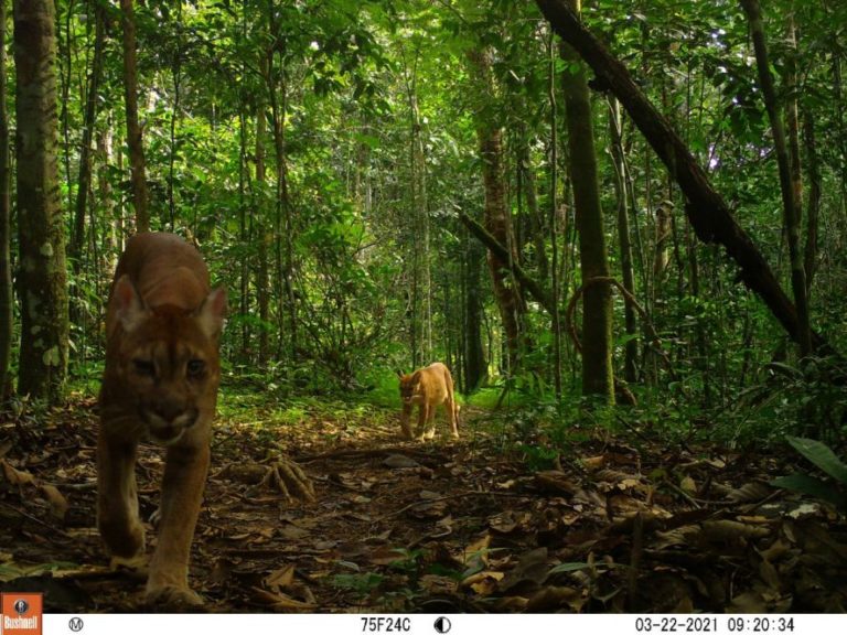 Câmeras capturam imagens de animais silvestres em usina em Sinop