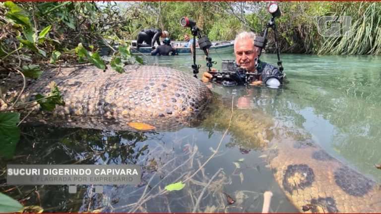 Sucuri digerindo animal é flagrada por empresário em rio de águas cristalinas