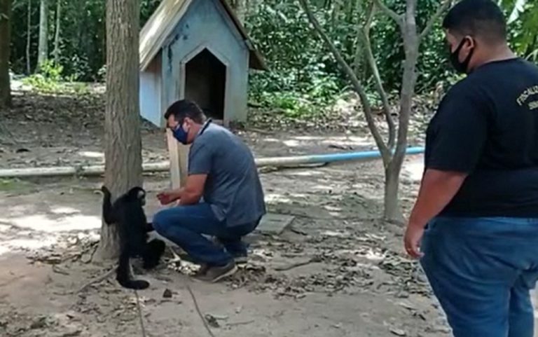 Macaco Chicó resgatado em Sorriso, que o dono mantinha o animal acorrentado dava bebidas alcoólicas e narguilé ao animal tem um novo lar