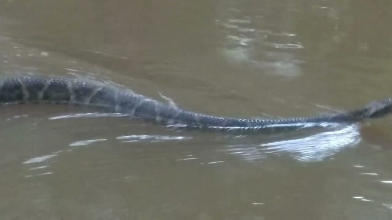 Rapaz sofre ataque de jararaca durante pescaria em MT