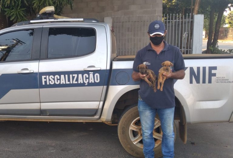 Sorriso: Filhotes de cachorro são descartados em boca de lobo e resgatados por prefeitura