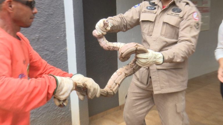 Sorriso: Cobra  Jiboia de 2 metros  é capturada dentro de Motel