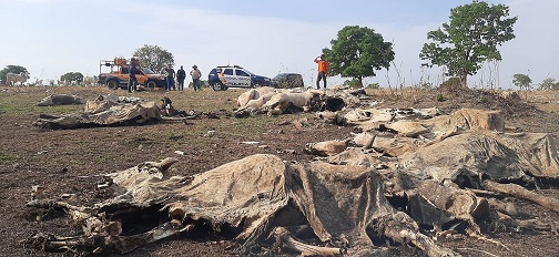 Polícia encontra 40 bois mortos e outros desnutridos após denúncia em fazenda