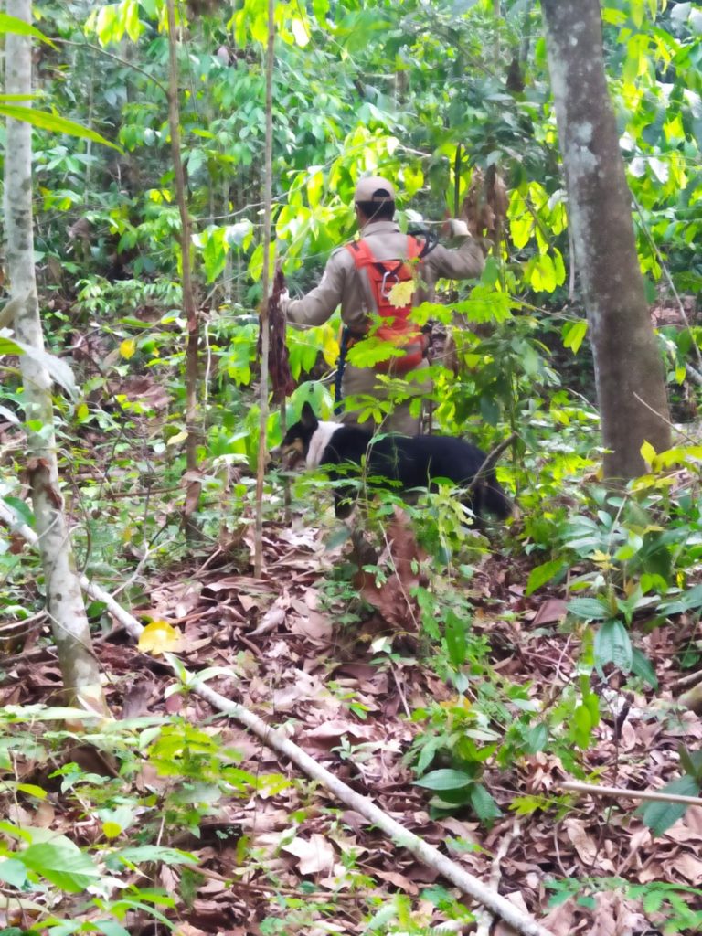 Bombeiros fazem buscas por trabalhador de 47 anos que foi visto pela última vez em plantação