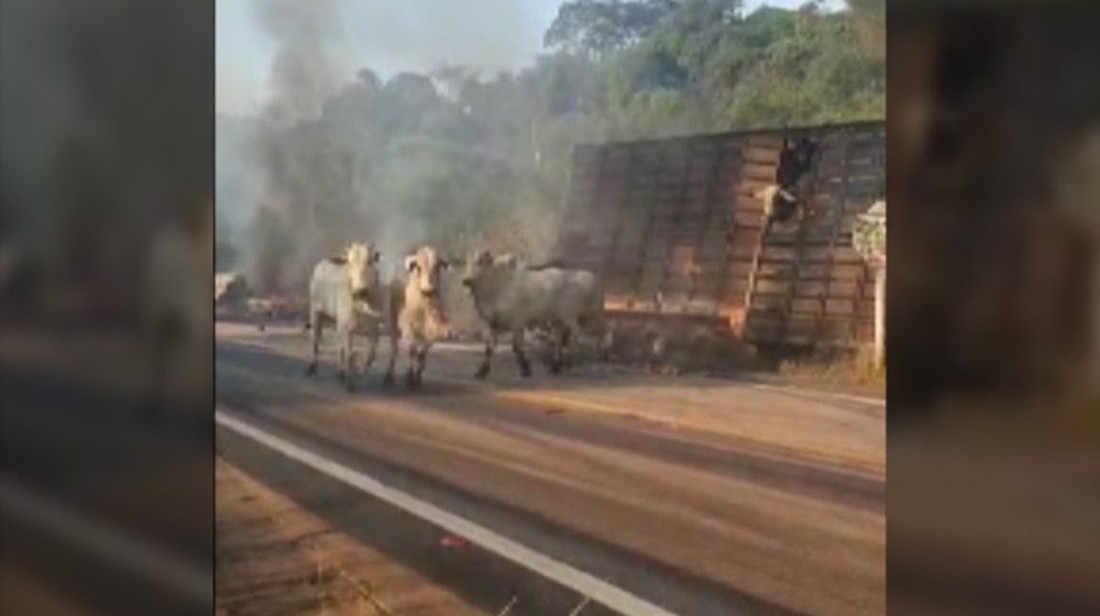 Caminhão carregado de bois vivos se envolve em acidente e pega fogo no Pará; VÍDEO