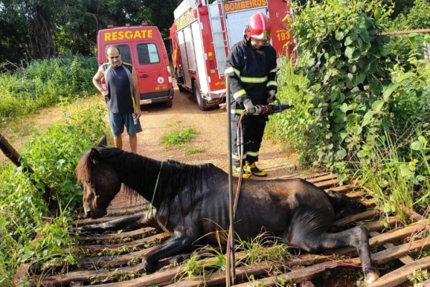 Bombeiros resgata égua com patas presas em MT