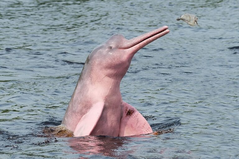 FLAGRA: botos cor-de-rosa são flagrados em Rio de Mato Grosso; VEJA O VÍDEO