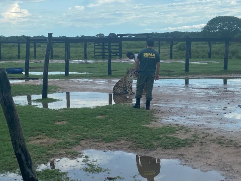 Onça-pintada domesticada por fazendeiro de MT é destinada para recinto do Instituto Nex