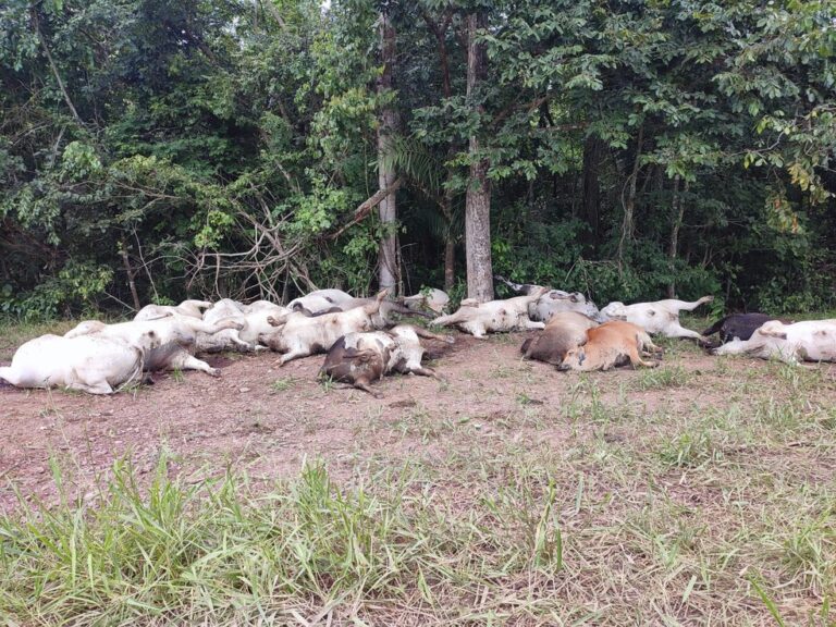 Raio matou 19 cabeças de gado e deixou prejuízo de R$ 100 mil, segundo pecuarista