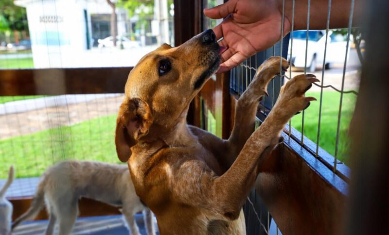 Feira Permanente de Adoção de Cães será realizada às quintas e sextas-feiras