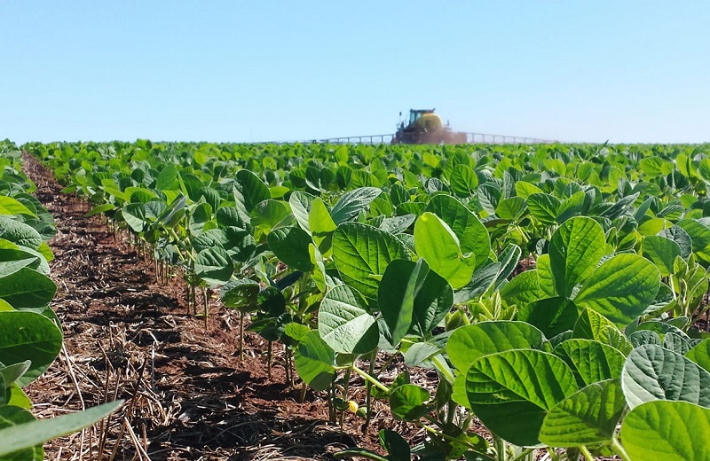 Menos soja no Mato Grosso, produtividade foi indicada menor, devido a alta incidência de chuvas na colheita