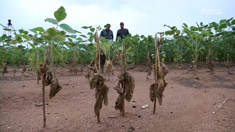 Chuva irregular ameaça desempenho da soja precoce em Mato Grosso