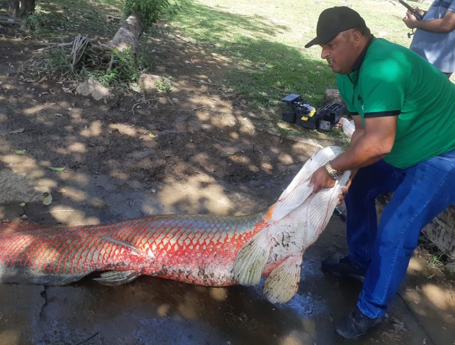 “Sonho realizado”, diz empresário que pescou pirarucu de 128 kg