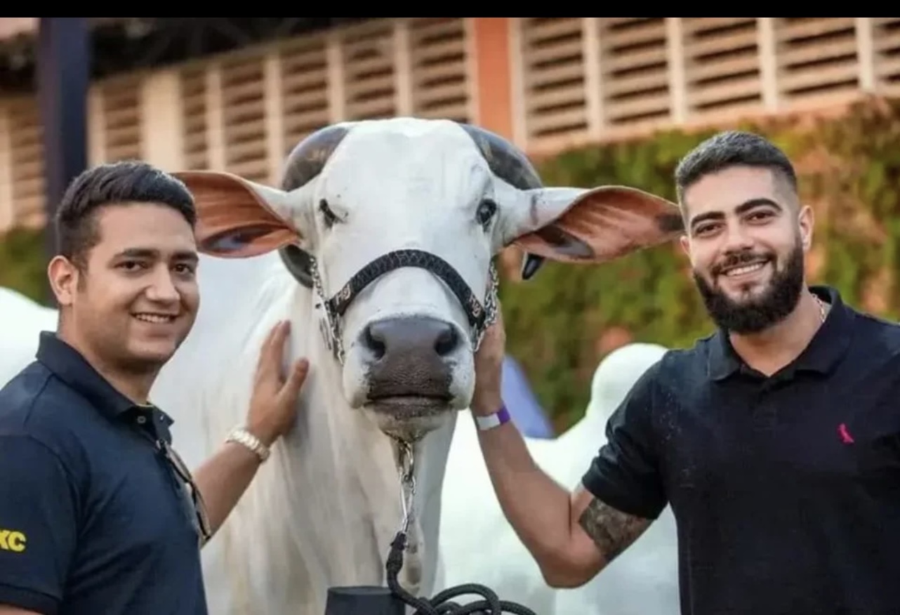 Leilão em fazenda de Henrique e Juliano bate recorde e fatura R$ 56 mi