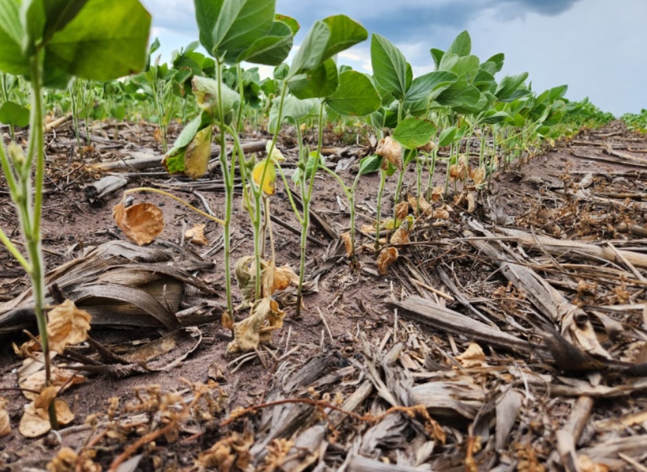 Chuvas irregulares e altas temperaturas causam preocupação aos produtores rurais