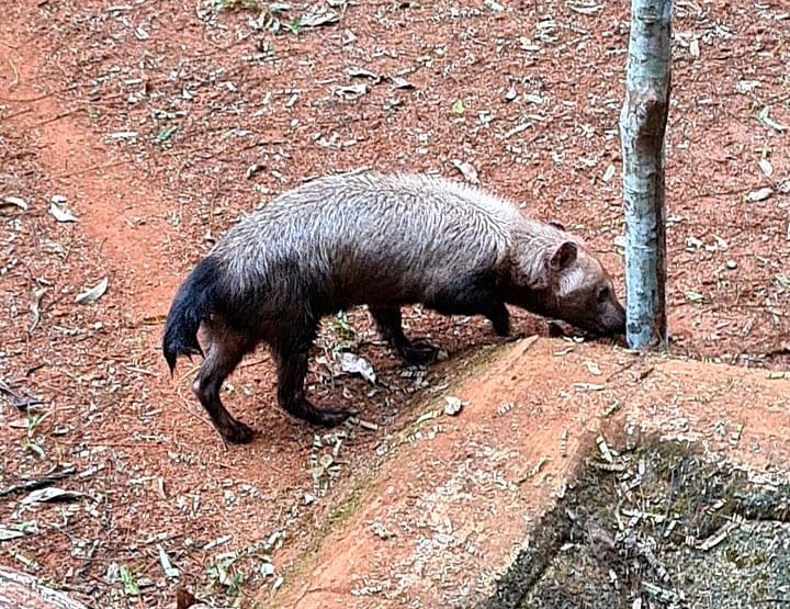 Cachorro-vinagre resgatado em Sorriso é levado para BioParque no Pará