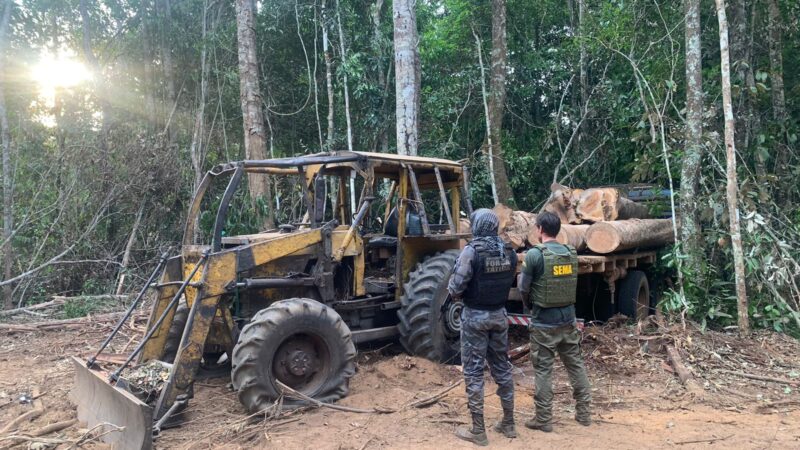 Operação Amazônia desmobiliza extração ilegal de madeira em Nova Ubiratã