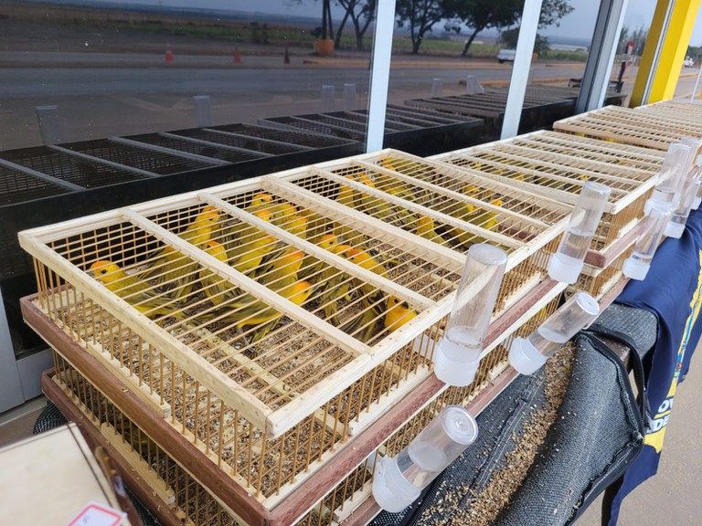 Indea realiza abate de 300 aves silvestres oriundas de tráfico de animais em Sorriso