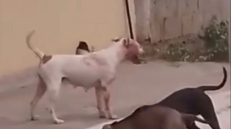 Criança é mordida por cachorros soltos em rua no distrito de Primaverinha