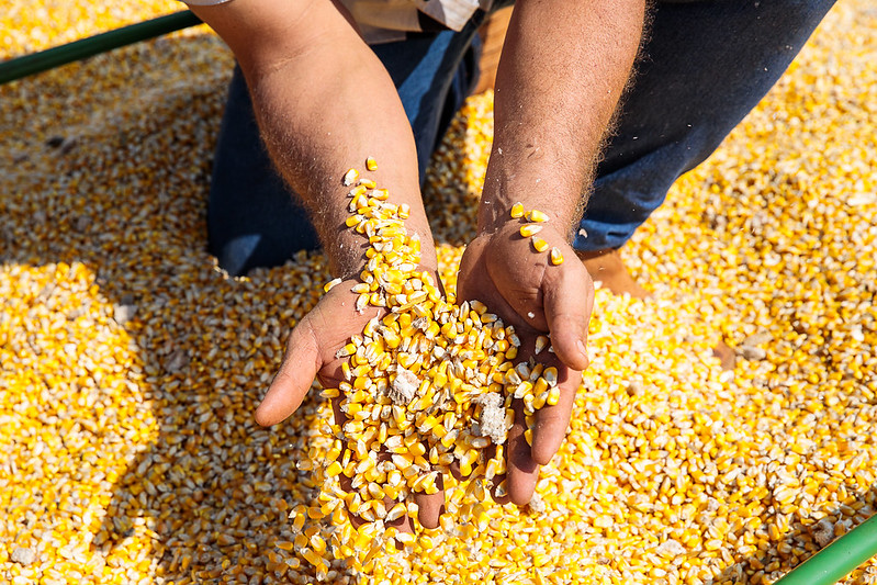 Colheita do milho está quase finalizada em Mato Grosso