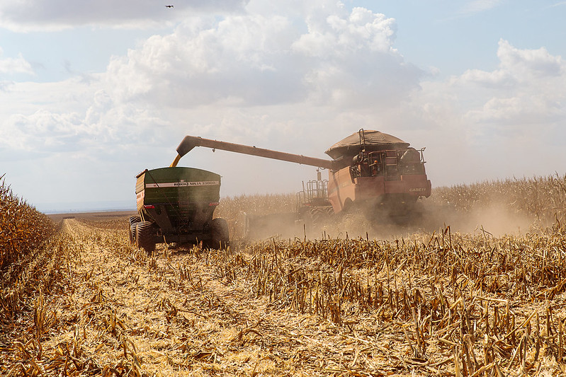 Colheita de milho em Mato Grosso passa de 96%