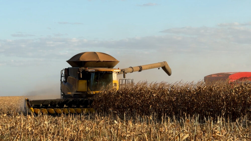 Produtores de milho em Mato Grosso colhem mais de 60% da área