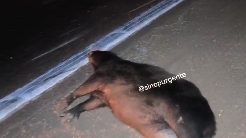 Capivara invade pista e é atropelada na BR-163 em Sinop