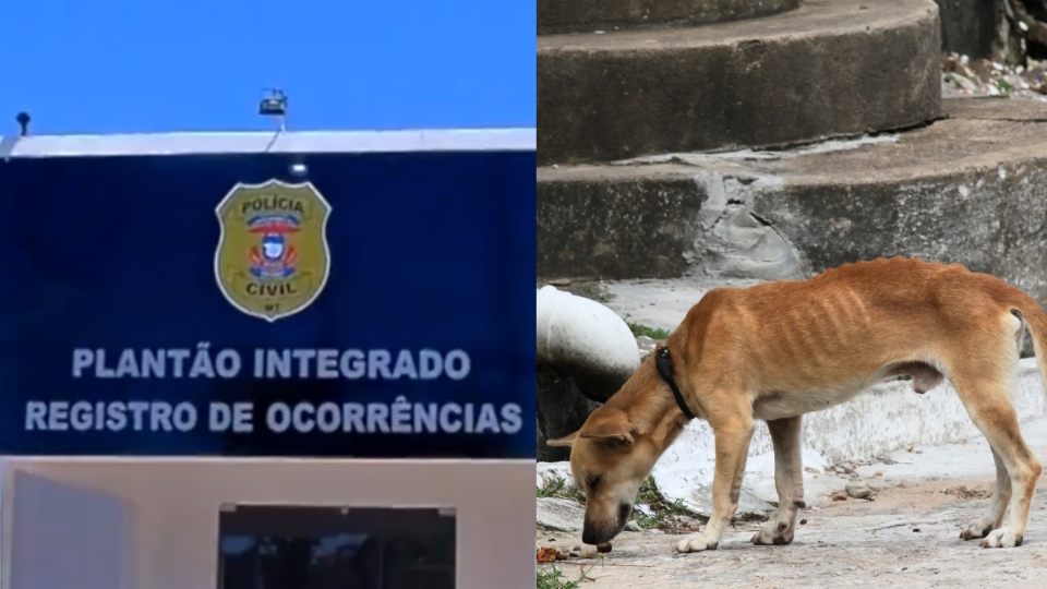 Homem é preso após ser flagrado fazendo sexo com cachorro em Tangará da Serra