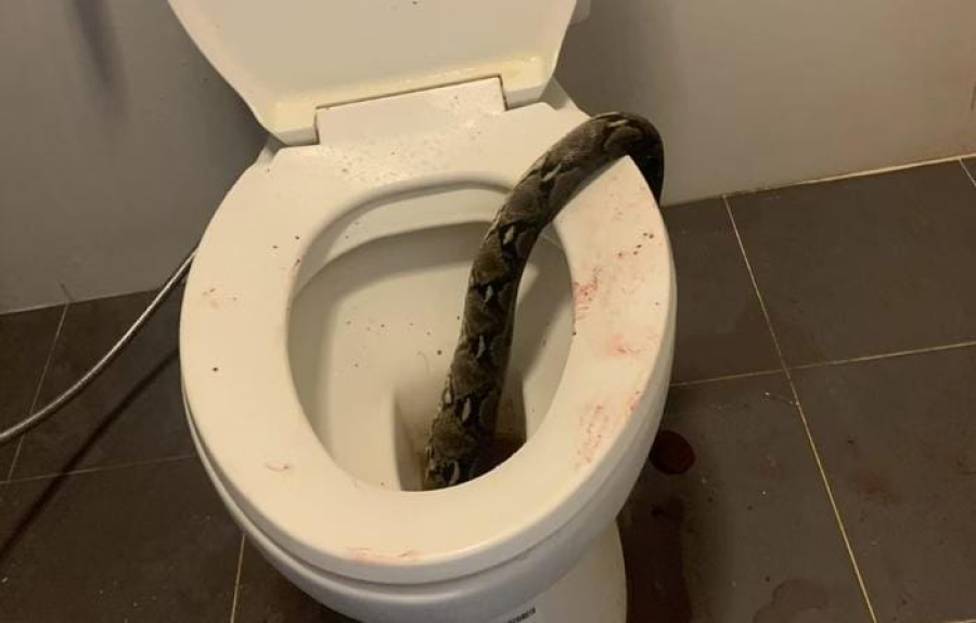 Cobra em vaso sanitário ataca testículos de homem; veja o vídeo