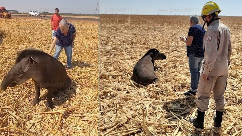 Anta é resgatada após atropelamento em Nova Mutum