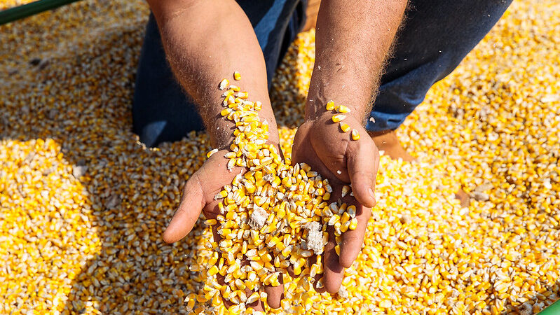 Imea indica preço do milho no Mato Grosso 16% maior do que em setembro/23