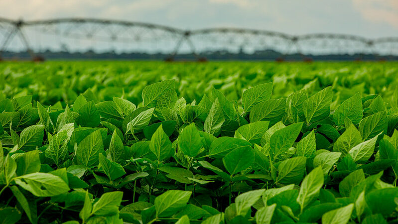 Aprosoja leva preocupação dos produtores rurais de MT sobre lei antidesmatamento da União Europeia