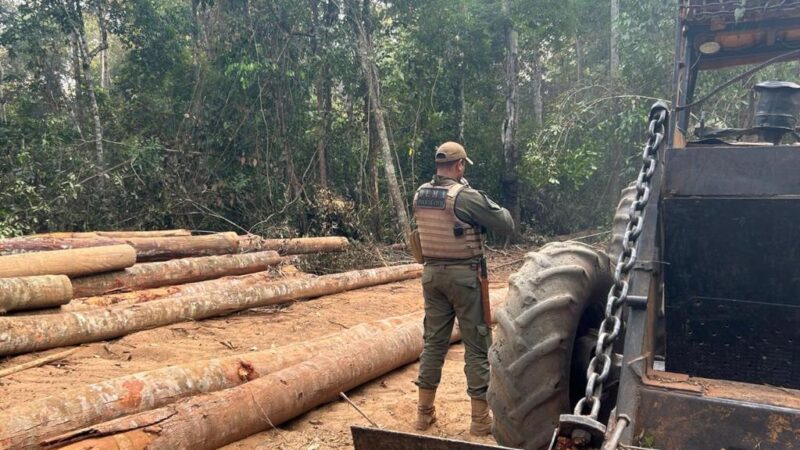 Operação Escudo Verde combate extração ilegal de madeira em Feliz Natal e Nova Ubiratã