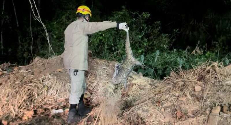 Porco-espinho invade quintal de residência e é resgatado em Lucas do Rio Verde