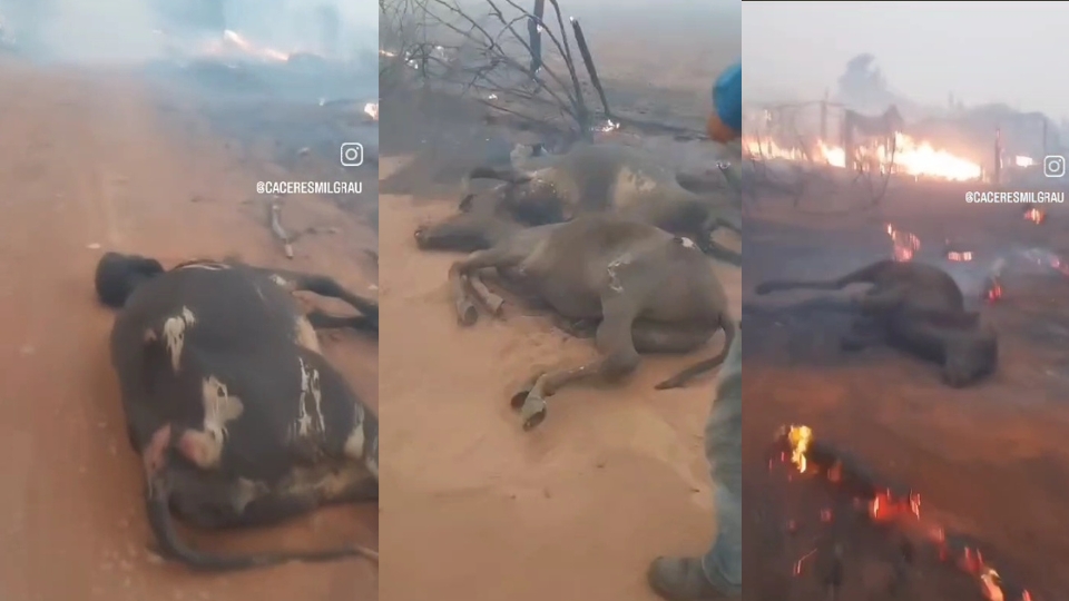 Queimadas causam mortes, destruição e sofrimento a animais em Cáceres; veja o vídeo