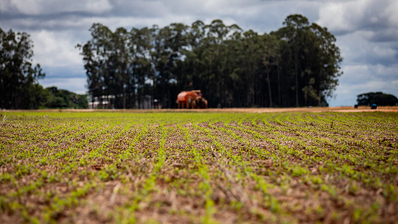 Sorriso sofre com seca e vê plantio da soja atrasado em até 20%