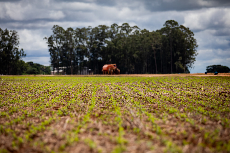 Sorriso sofre com seca e vê plantio da soja atrasado em até 20%