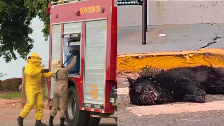 Crianças vão parar no hospital após ataque de abelhas em Sorriso