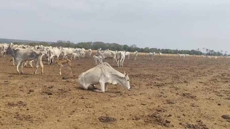 Fazendeiro é multado em mais de R$ 3 milhões por maus-tratos a 2 mil cabeças de gado em Sapezal