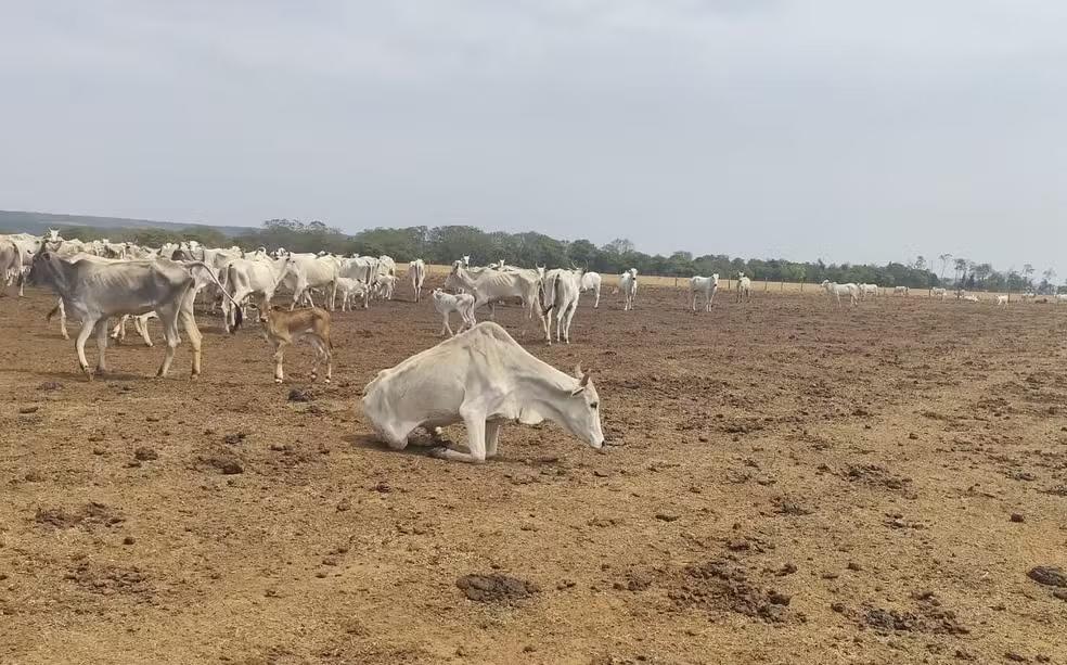 Fazendeiro é multado em mais de R$ 3 milhões por maus-tratos a 2 mil cabeças de gado em Sapezal