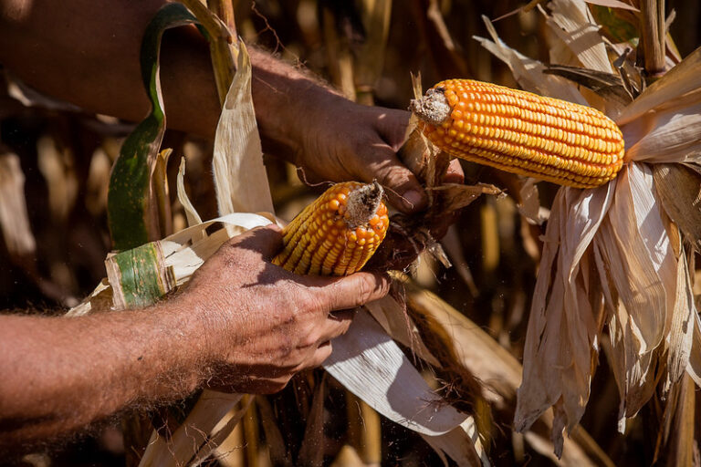 Despesas da safra 24/25 de milho continuam altas em Mato Grosso