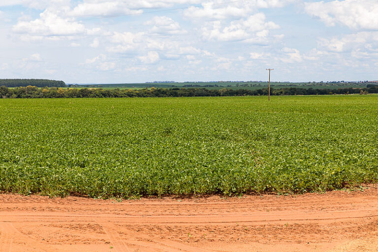 Semeadura da soja em Mato Grosso atinge 79,56% e supera média histórica de plantio