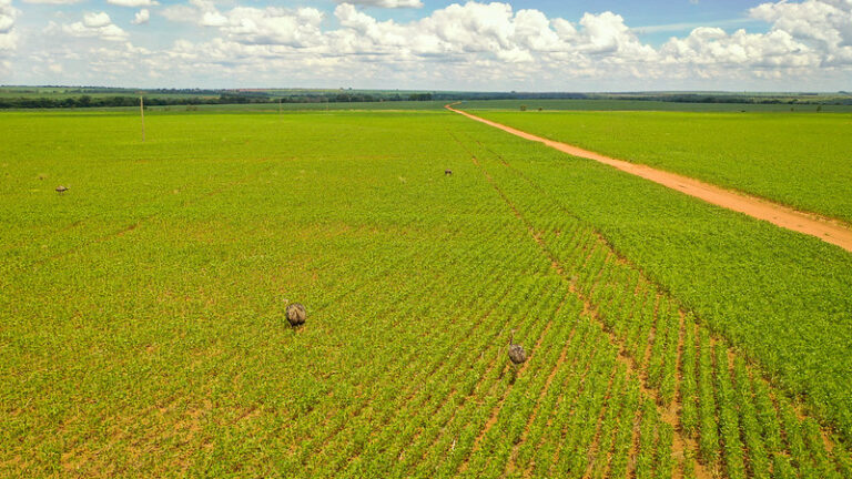 Semeadura da soja entra na reta final em Mato Grosso