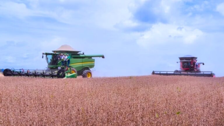 Com agronegócio, Roraima lidera crescimento do PIB no Brasil