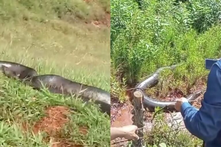 Sucuri gigante é encontrada por chacareiros e assusta moradores