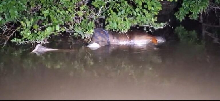 Pescador sente mau cheiro e acha corpo boiando em MT